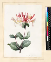 Lonicera Periclymenum (Madreselva) 1830